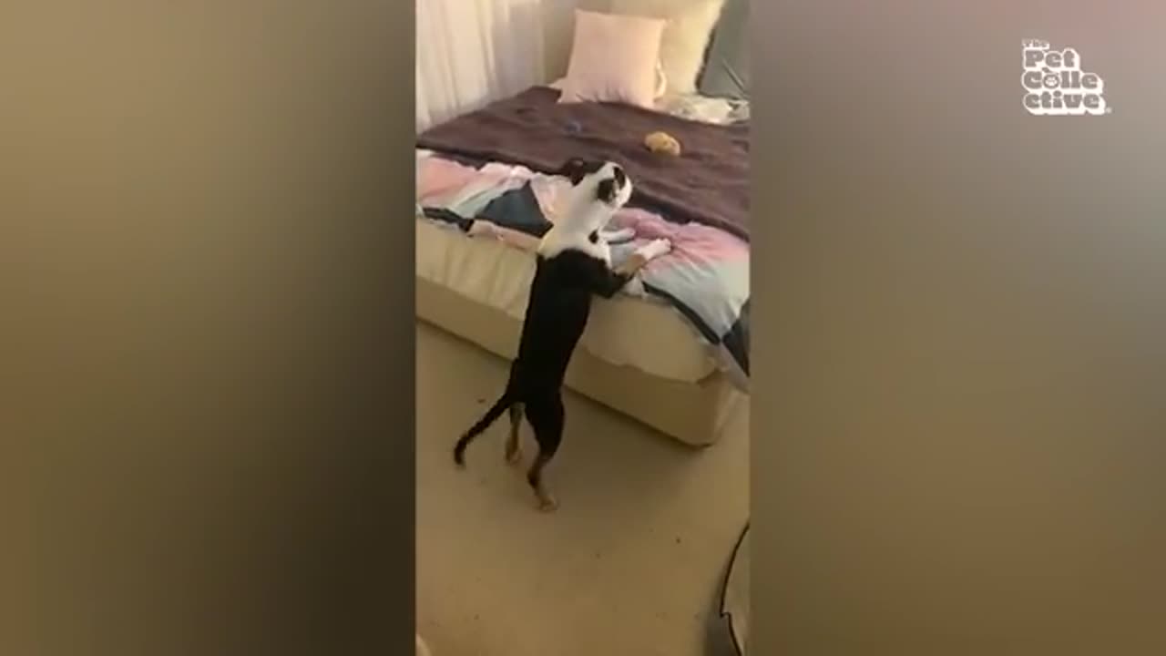dancing dog