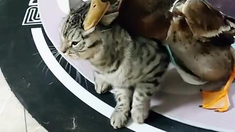 Cat Battles Duck