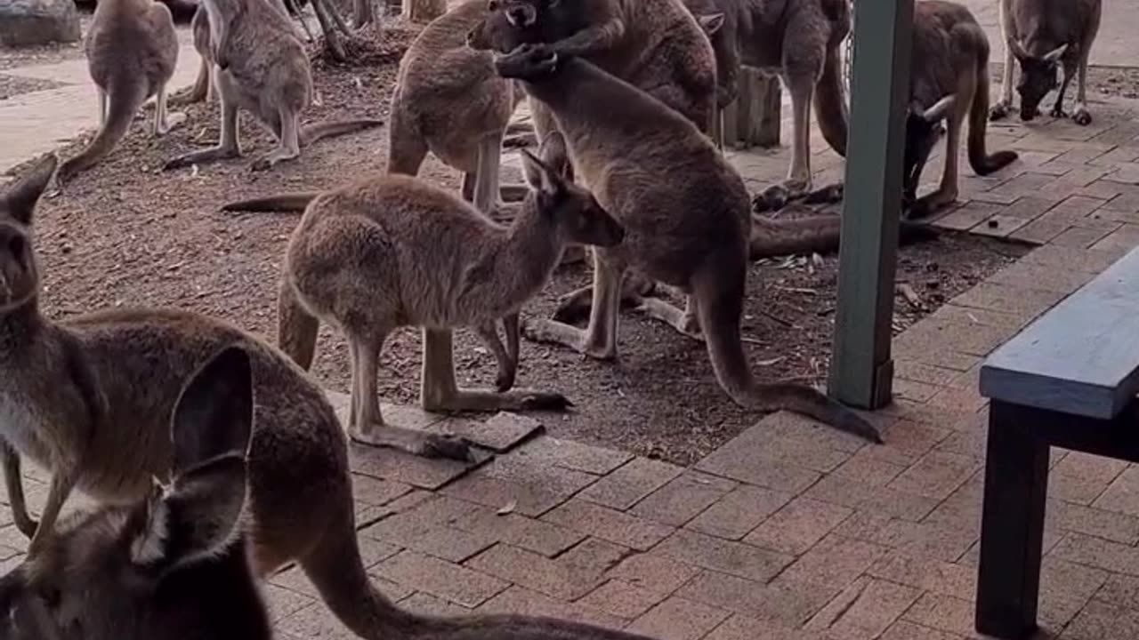 Kangaroos in love or fighting ?? Only in Australia 🇦🇺