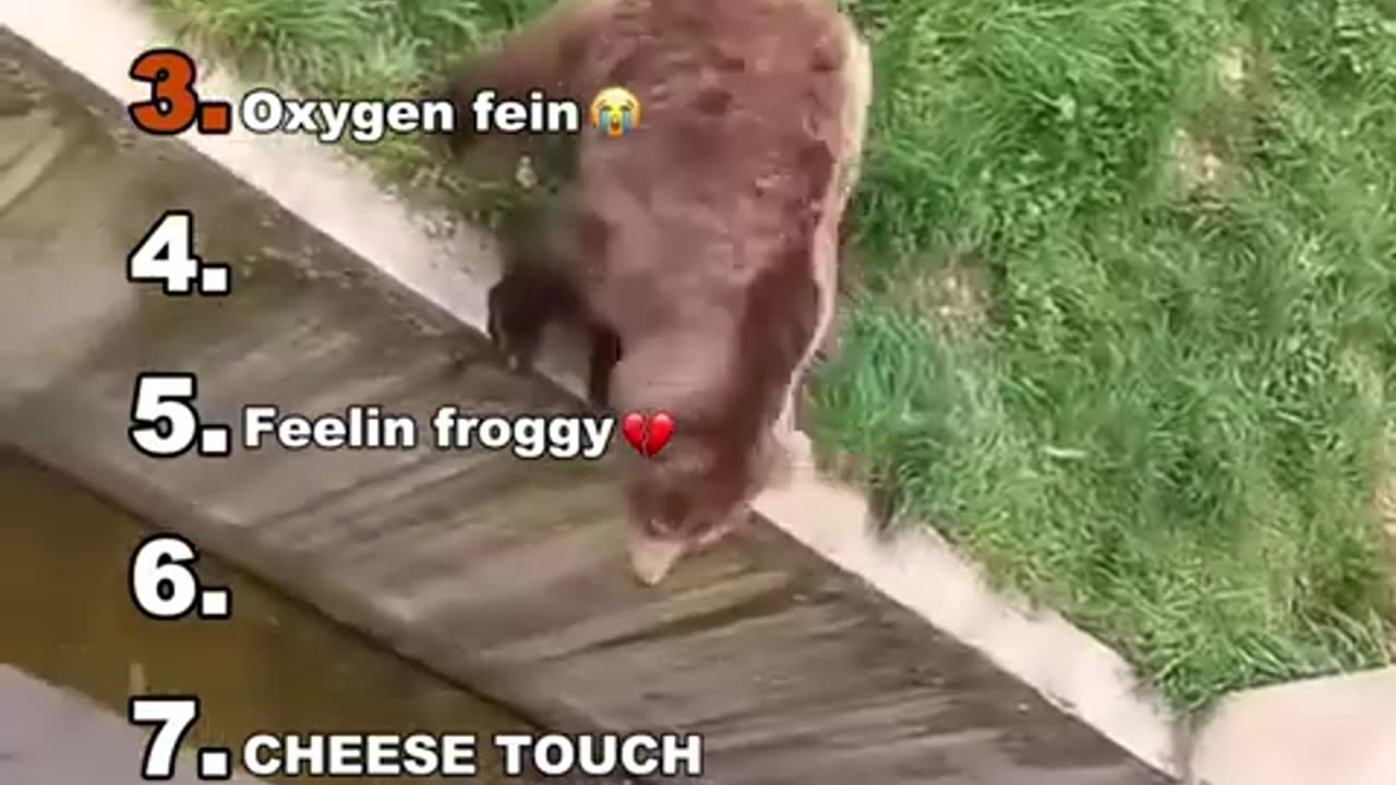 Funny animals