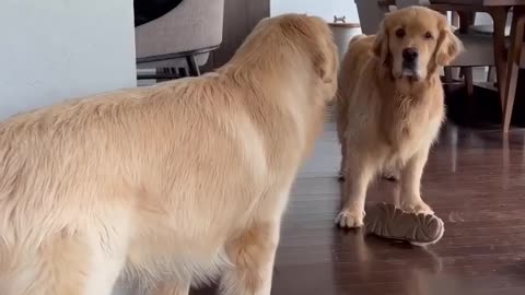 😂🐶 Epic Stand-Off: Golden Retrievers Battle for Slipper Mastery! | FunFM