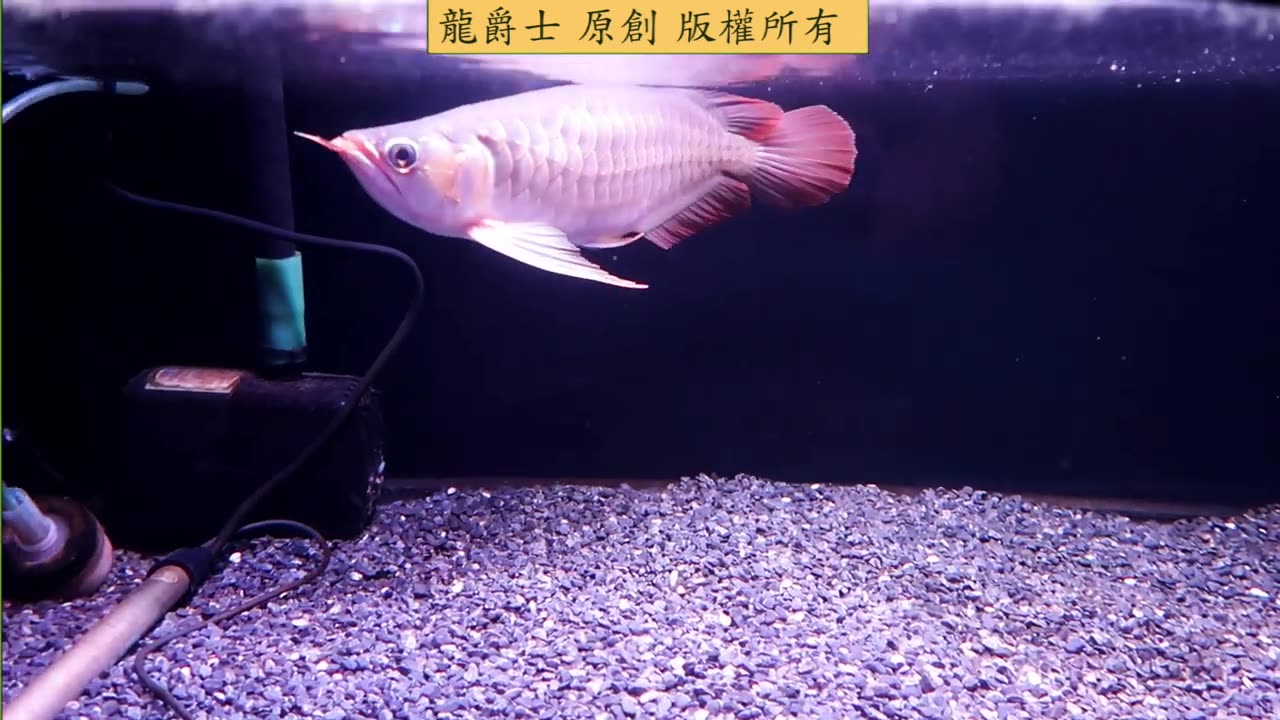 【龍爵士】 短身大鰭 33公分 印尼紅