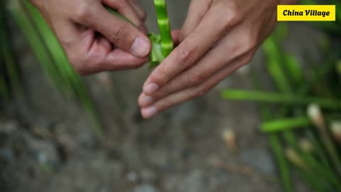 Bamboo Shoots Like You’ve Never Tasted: Refreshing, Crunchy, Delicious!