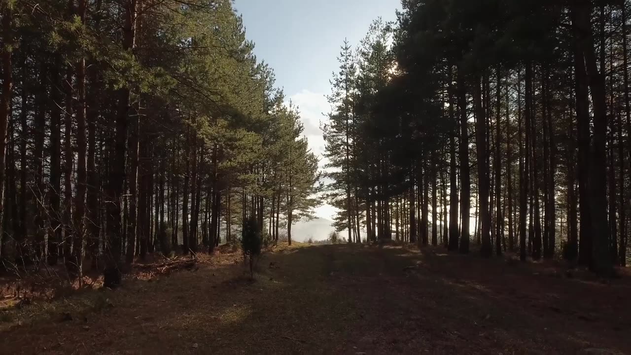 Tefillah_S04E03 (The Forest)
