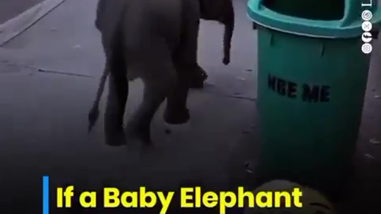 Baby elephant use dustbin