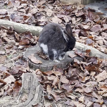 nighttime bunnies under the stars 🌙🐇