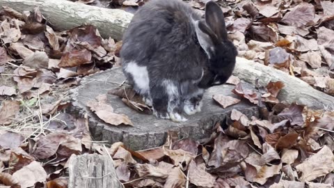 nighttime bunnies under the stars 🌙🐇