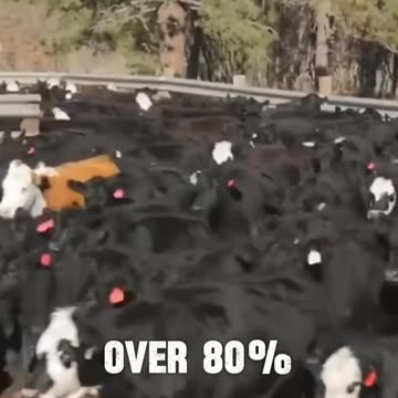 Peter Navarro - The Big Beef cartel has a chokehold on your steak night. 🥩