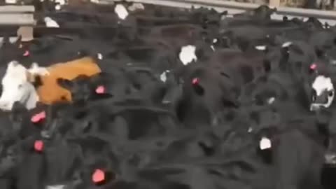 Peter Navarro - The Big Beef cartel has a chokehold on your steak night. 🥩