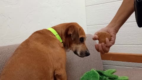 Myranda 6y A672807@TRN Thurs-Sun, from kennel 132 PACC shelter sees if I'm ok, overwhelmed2025921657
