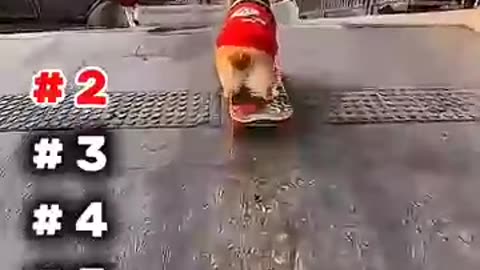 Top 5 Funny Pet Moments 😂 Try to sto laugh #shorts