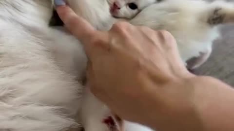A New Cat Mom’s Emotional Journey – #CatMom#CuteKitties #FunnyCatVideos"