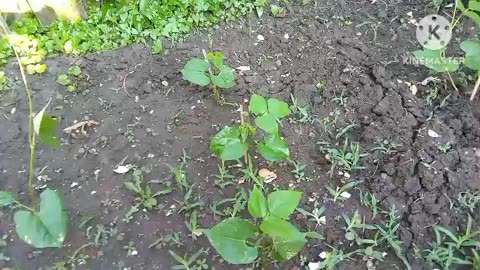 Williver returned for 2025 June 25th! Genesis 14-17, Greenbeans! 19th-24th away 6 days. Day 30
