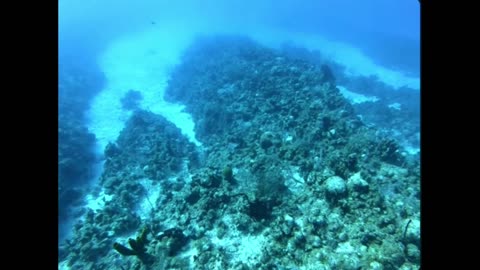 Rainbow-8 Diving: Exploring the Ocean’s Most Electric Underwater Highway!