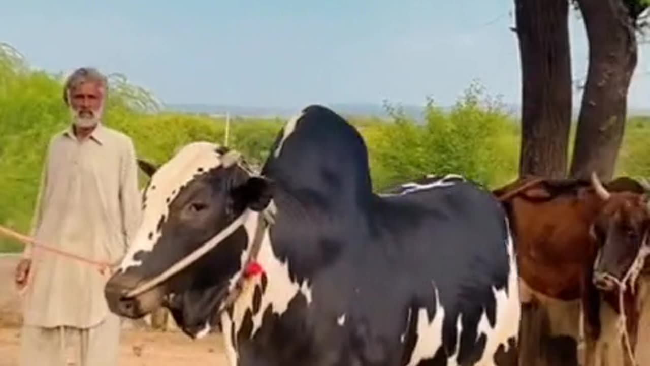 Dabba 💥 cow mandi 2025