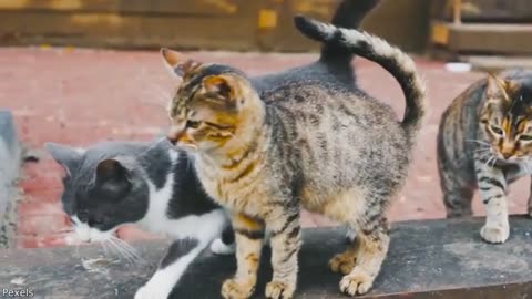 Your Daily Dose of Pets - Not His Best Idea