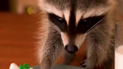 🐶🍪🎄 The Moment My Pet Got a Christmas Treat… Pure Holiday Happiness ❤️😂