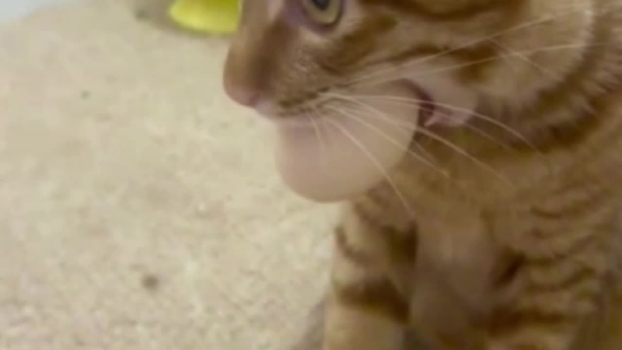 Chicken lovers, don’t watch!