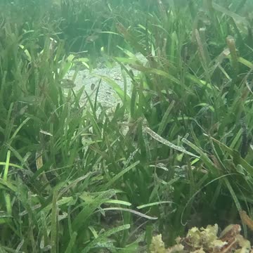 Snorkeling Through Serenity #mangrove