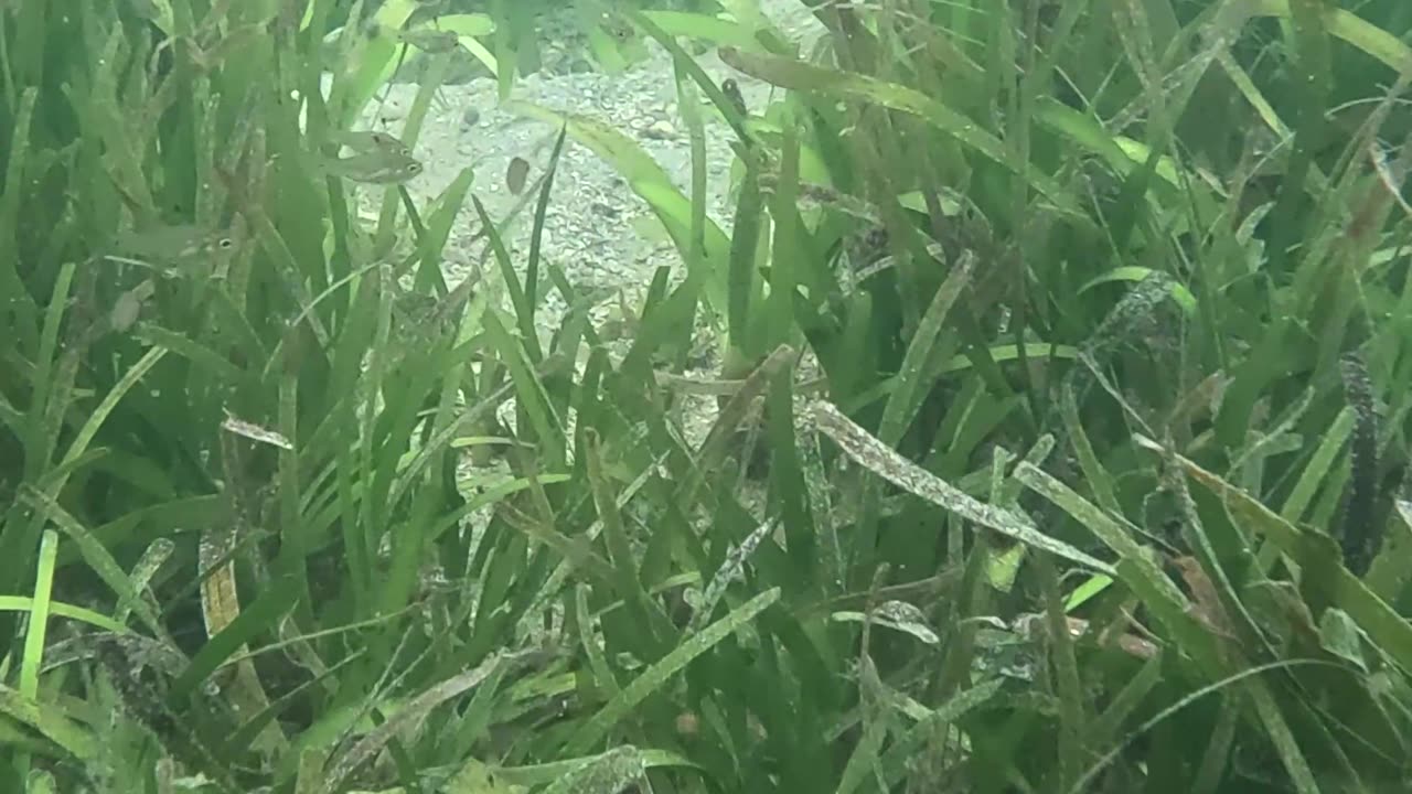 Snorkeling Through Serenity #mangrove