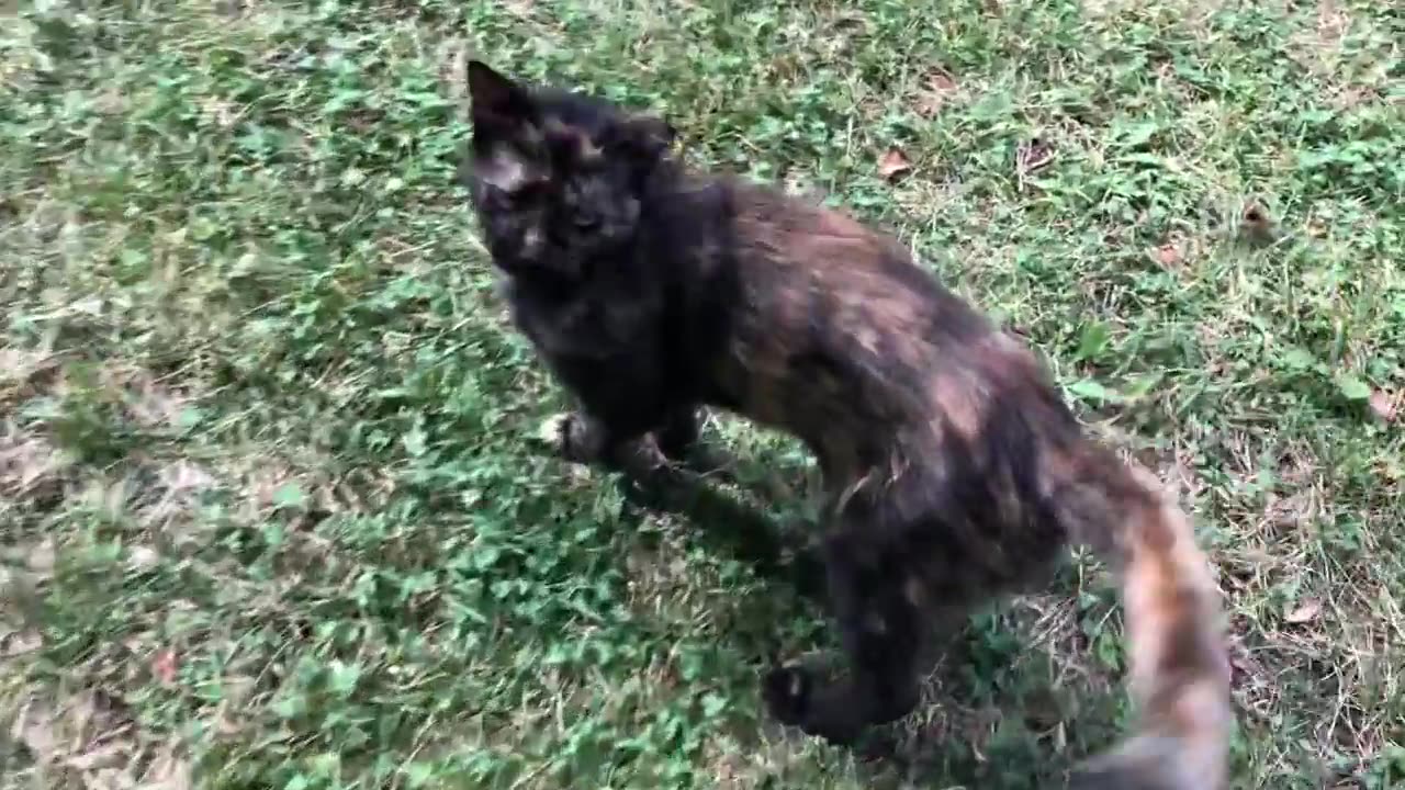 July 31, 2022 - The Stray Cat is a Tough Customer