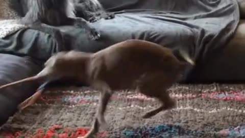 Funny Animals 2025: Funny Cats and Dogs Video Part 62