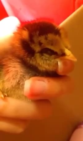 Baby chicken video