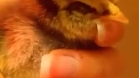 Baby chicken video