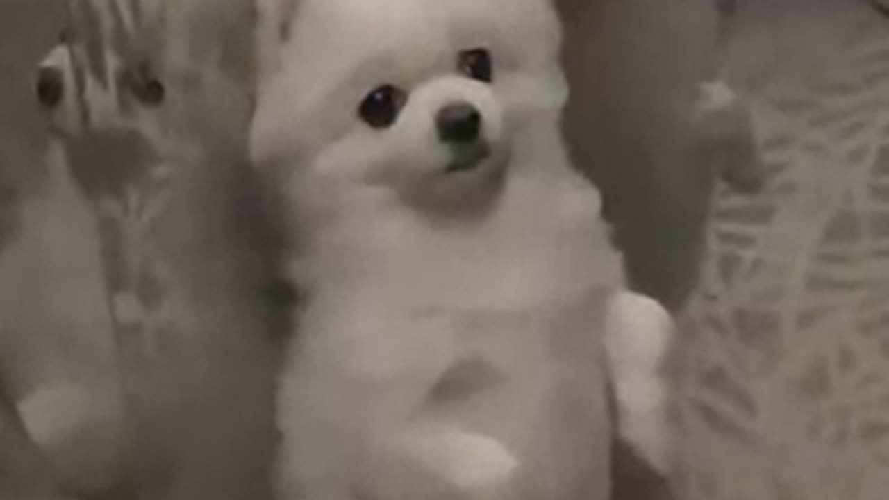DOG A82