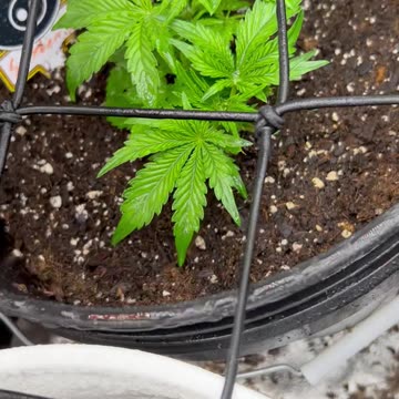 Ep. 485 "Garden East of Eden" by Patrick Henry The Batman