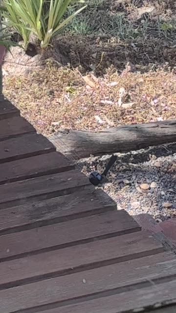 Superb Fairywren at Jaya…