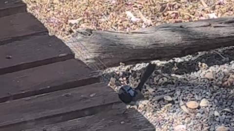 Superb Fairywren at Jaya…