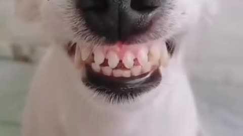 Doggy smiling happily, showing the whole teeth lol, funny or scary??