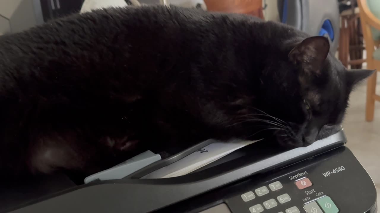 Secret Agent 00 Piper Does It Again - My Adopted Shelter Cat Vlog