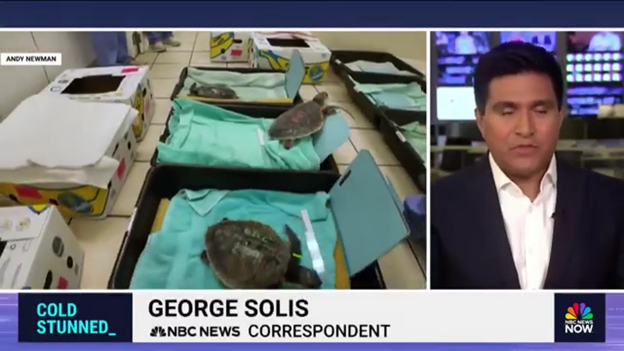 Hospital Gives Sae Turtles Second Chance at Life
