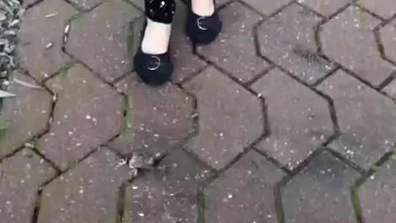 Trampling a Dead Bird