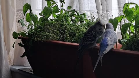 Eeyore and Finarfin, Round Two