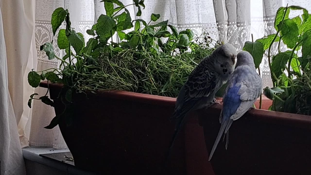 Eeyore and Finarfin, Round Two