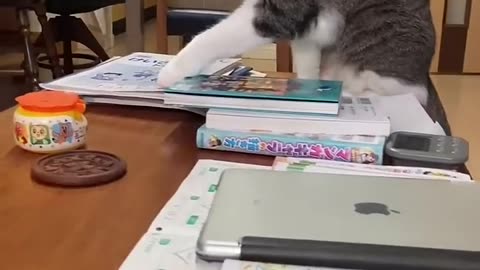 Funny cute animals 😁🤣