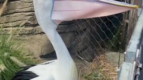 This Beautiful Bird Can Kill You! Don’t Be Fooled by Its Looks...