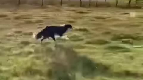 🏃 No-pull harnesses decrease spinal torque by 72% during walks