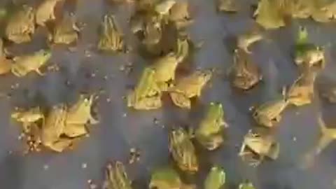 Frog mating season