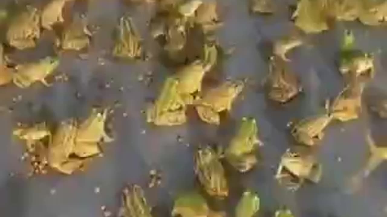 Frog mating season
