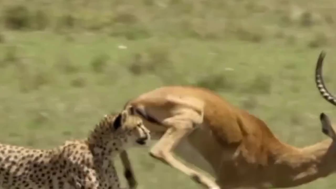 Wild Jungle Chases – Predators vs Prey
