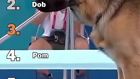 Ranking Best Dogs Olympic Diving Moments