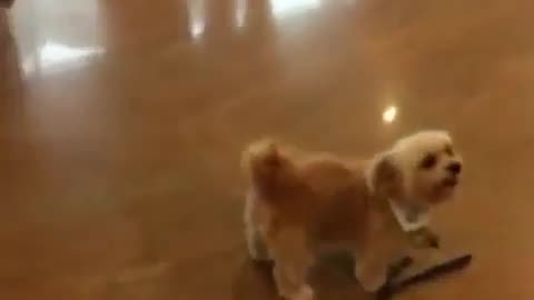 funny animals