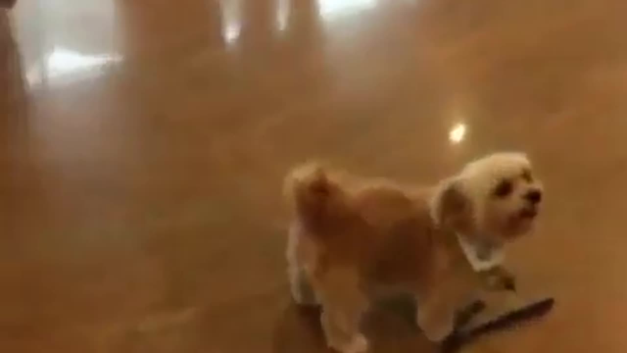 funny animals