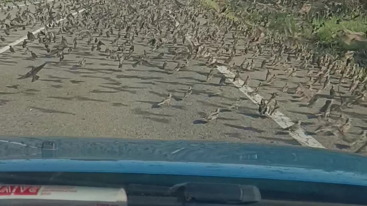 Starlings Clutter Roadway