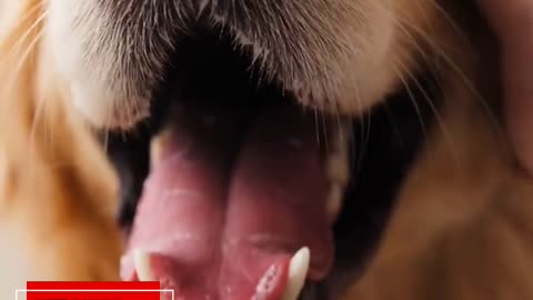 GOOD NEWS - Cecilia Hernandez – Abschluss- und Diensthund Canela #news #goodnews #tiere #hund