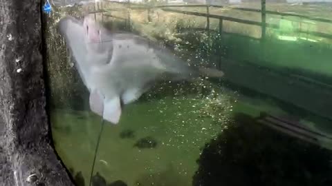 Stingrays at Living Coast Discovery Center in San Diego